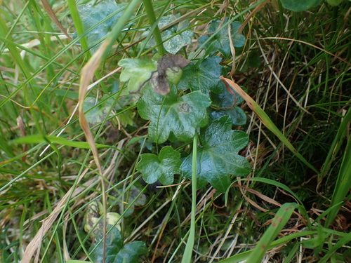 Image of Tephroseris newcombei by no rights reserved