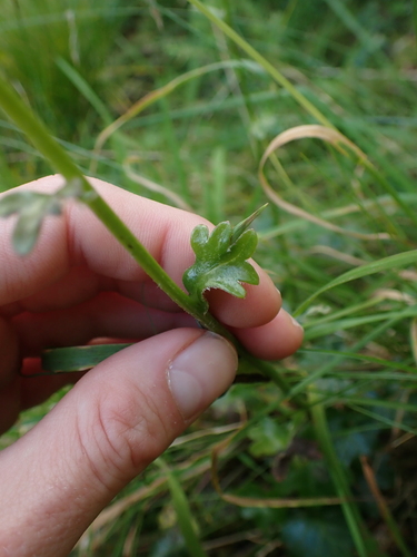 Image of Tephroseris newcombei by no rights reserved