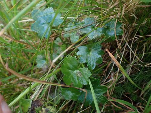 Image of Tephroseris newcombei by no rights reserved