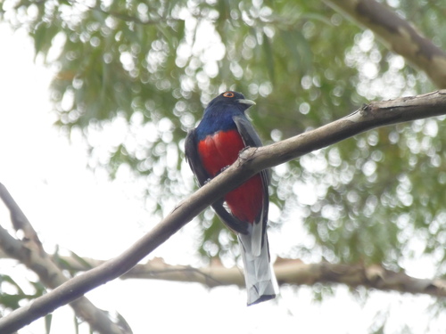 Surucua Trogon