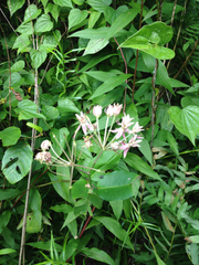 Asclepias rubra