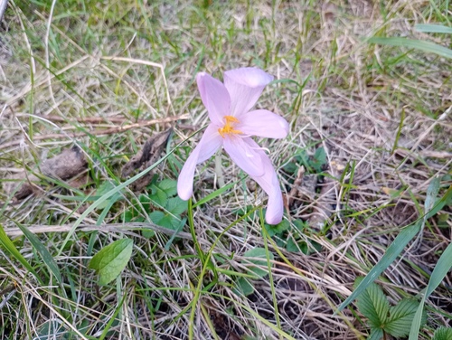 Colchicum autumnale