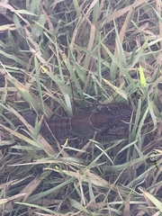 Lacunicambarus chimera