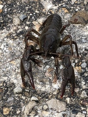 Lacunicambarus chimera