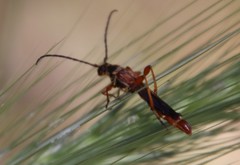 Necydalis cavipennis