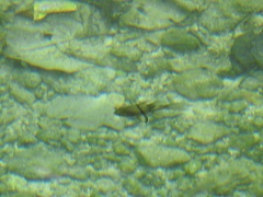 Sphaeramia orbicularis