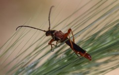Necydalis cavipennis