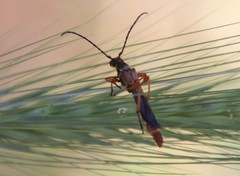 Necydalis cavipennis