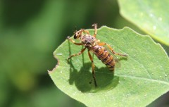 Callinicus pictitarsis