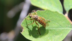 Callinicus pictitarsis