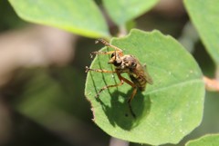 Callinicus pictitarsis