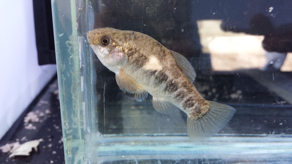 Pecos Pupfish