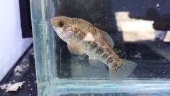 Cyprinodon pecosensis