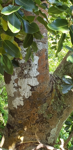 Image of Zanthoxylum flavum by (c) Heather Mazzaccaro, some rights reserved (CC BY)