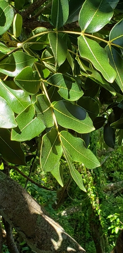 Image of Zanthoxylum flavum by (c) Heather Mazzaccaro, some rights reserved (CC BY)