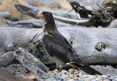 Daptrius albogularis