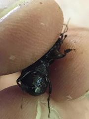 Sphaeroderus