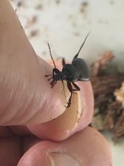 Sphaeroderus