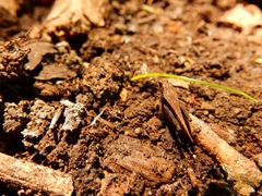 Tettigidea