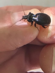 Sphaeroderus