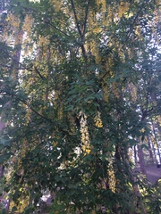 Laburnum