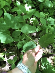 Caprifolium