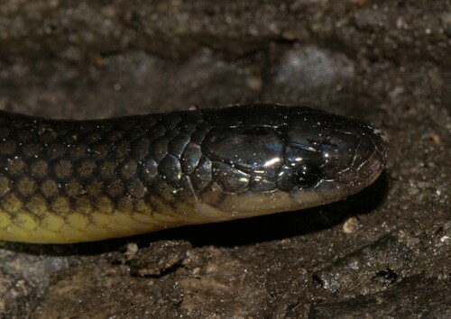 Mizoram Ground Snake