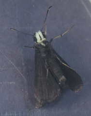 Pholisora