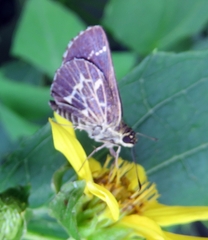 Amblyscirtes aesculapius