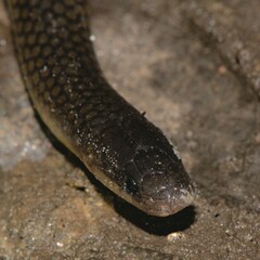 Olive Oriental Slender Snake photo 4