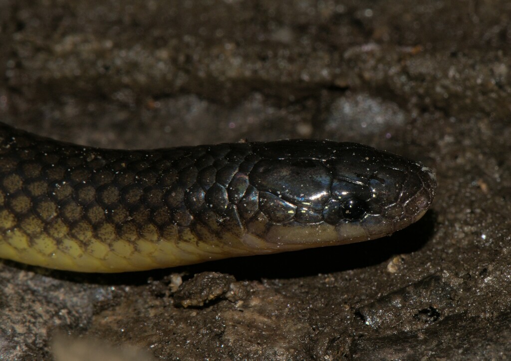 Olive Oriental Slender Snake