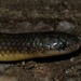 Olive Oriental Slender Snake - Photo (c) Ramnarayan K, some rights reserved (CC BY), uploaded by Ramnarayan K