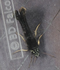 Pholisora