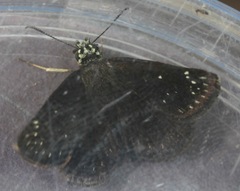 Pholisora