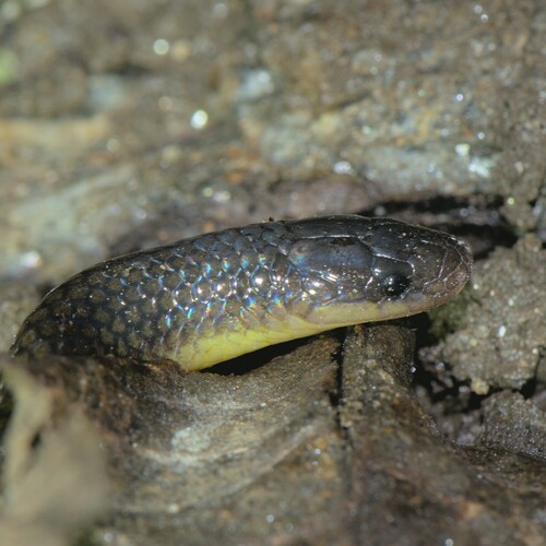 Mizoram Ground Snake
