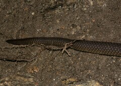 Olive Oriental Slender Snake photo 5
