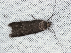 Philobota orescoa