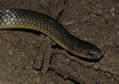 Olive Oriental Slender Snake photo 2