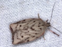 Euchaetis