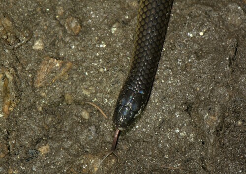 Photo of a Olive Oriental Slender Snake (Trachischium laeve)