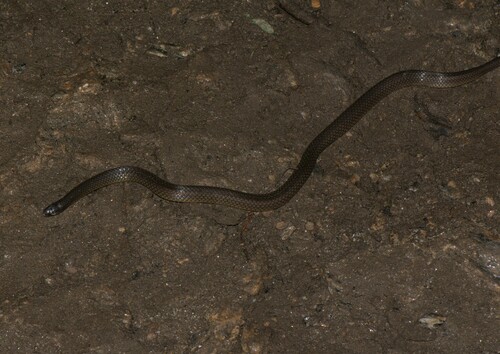 Olive Oriental Slender Snake