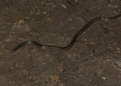 Olive Oriental Slender Snake photo 3