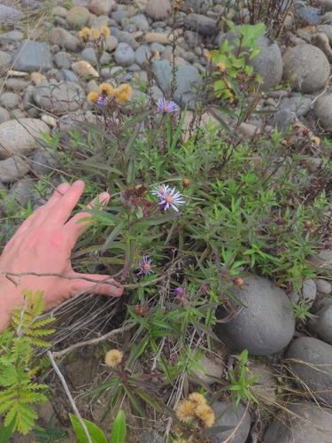 Image of Great Northern Aster by no rights reserved