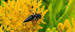 Coelioxys sayi