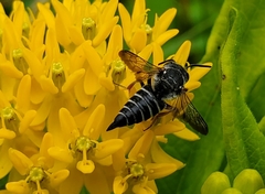 Coelioxys sayi