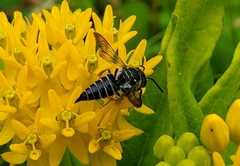 Coelioxys sayi