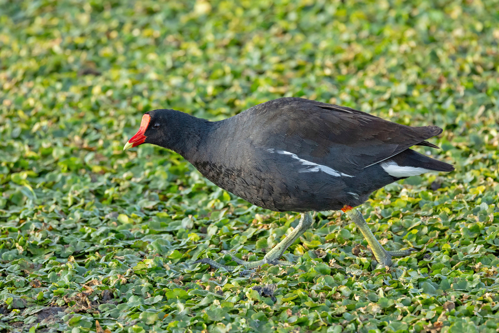 Gallinula galeata garmani