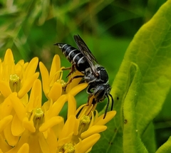 Coelioxys sayi
