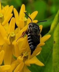 Coelioxys sayi