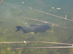 Colossoma macropomum